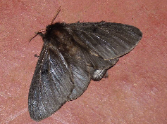 FIGURE 5b FIGURE 5b